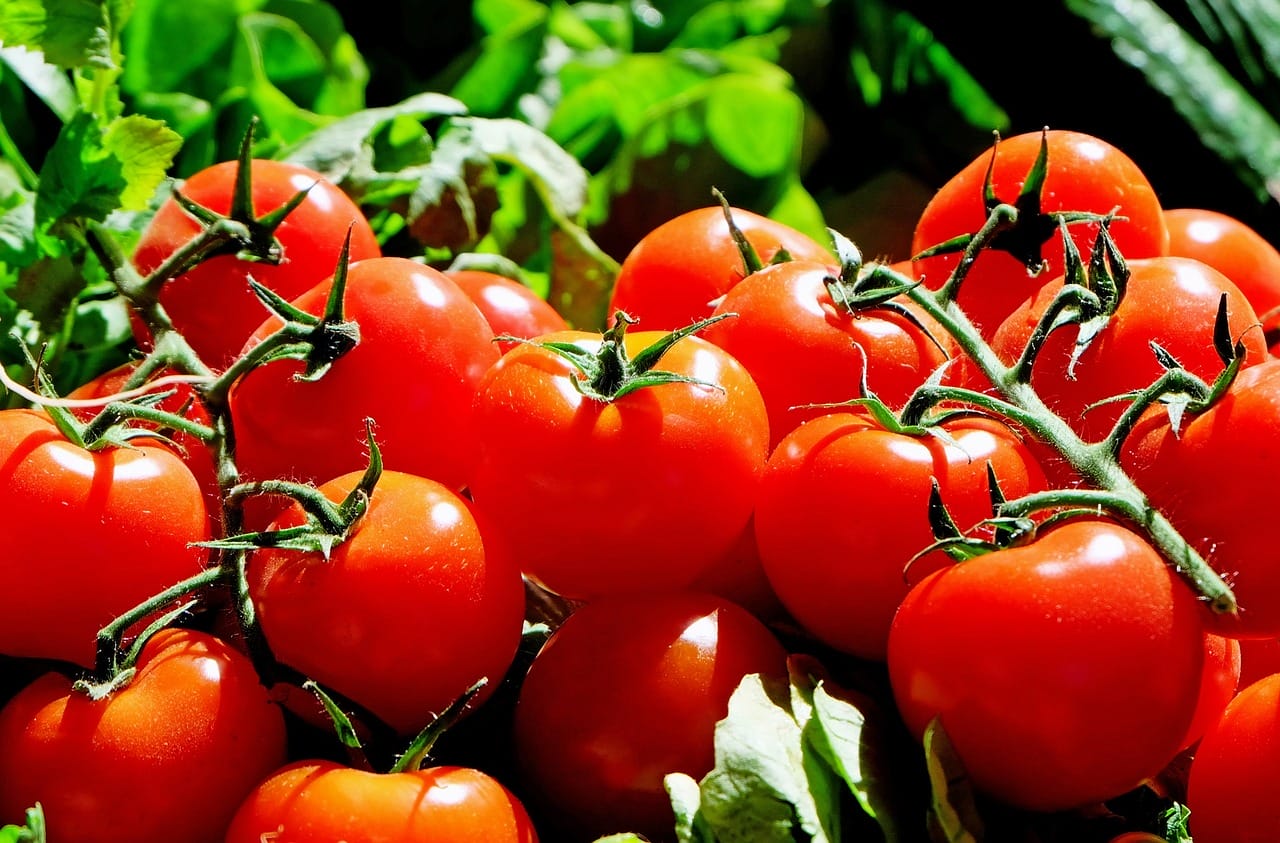 Kuidas kasvatada tomatitaimi kodus